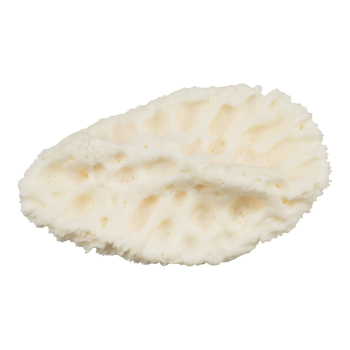 Real Nile Crocodile Osteoderm - Single