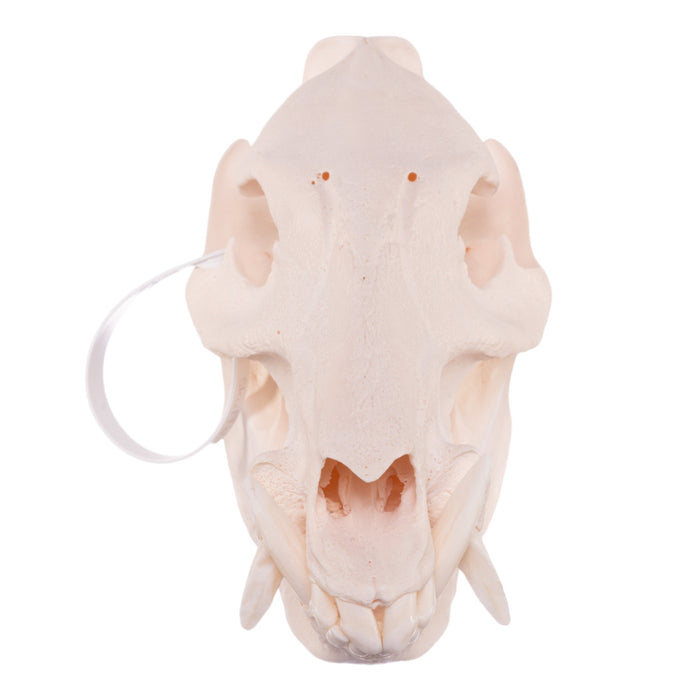 Real Peccary Skull
