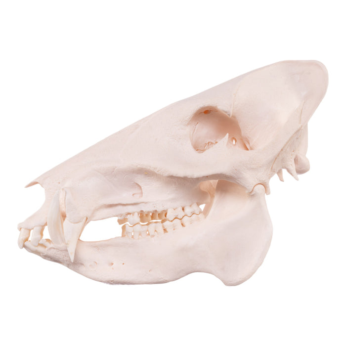 Real Peccary Skull