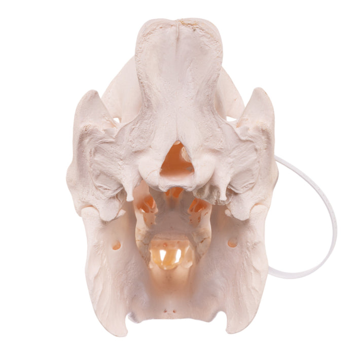 Real Peccary Skull