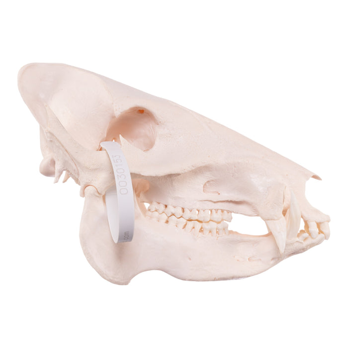 Real Peccary Skull