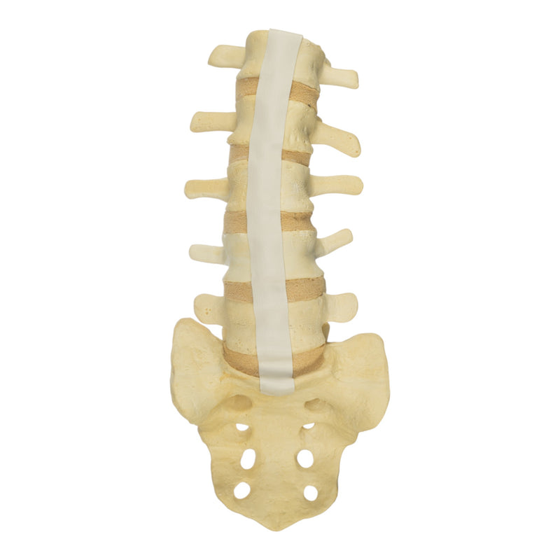 Replica Human Sacrum & Lumbar Model