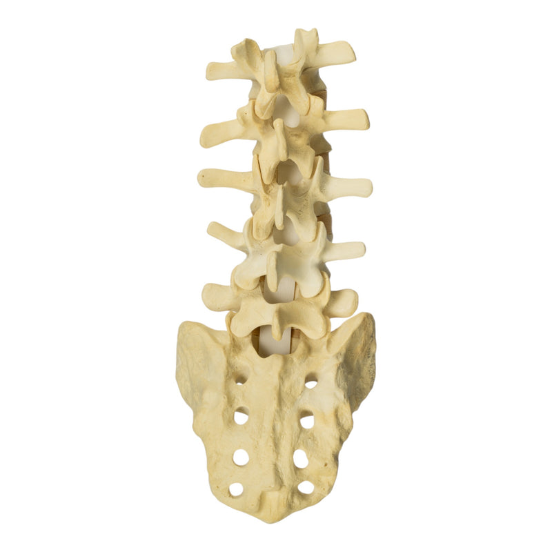 Replica Human Sacrum & Lumbar Model
