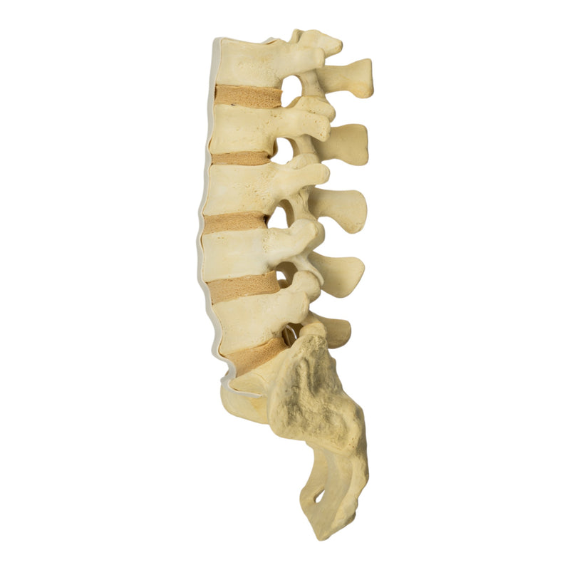 Replica Human Sacrum & Lumbar Model