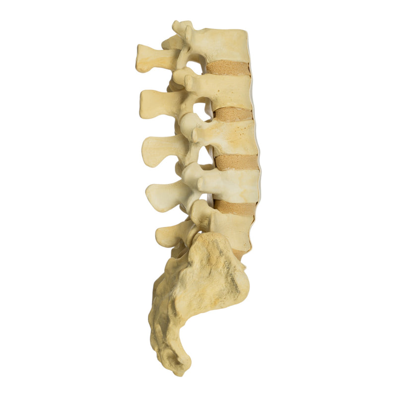 Replica Human Sacrum & Lumbar Model