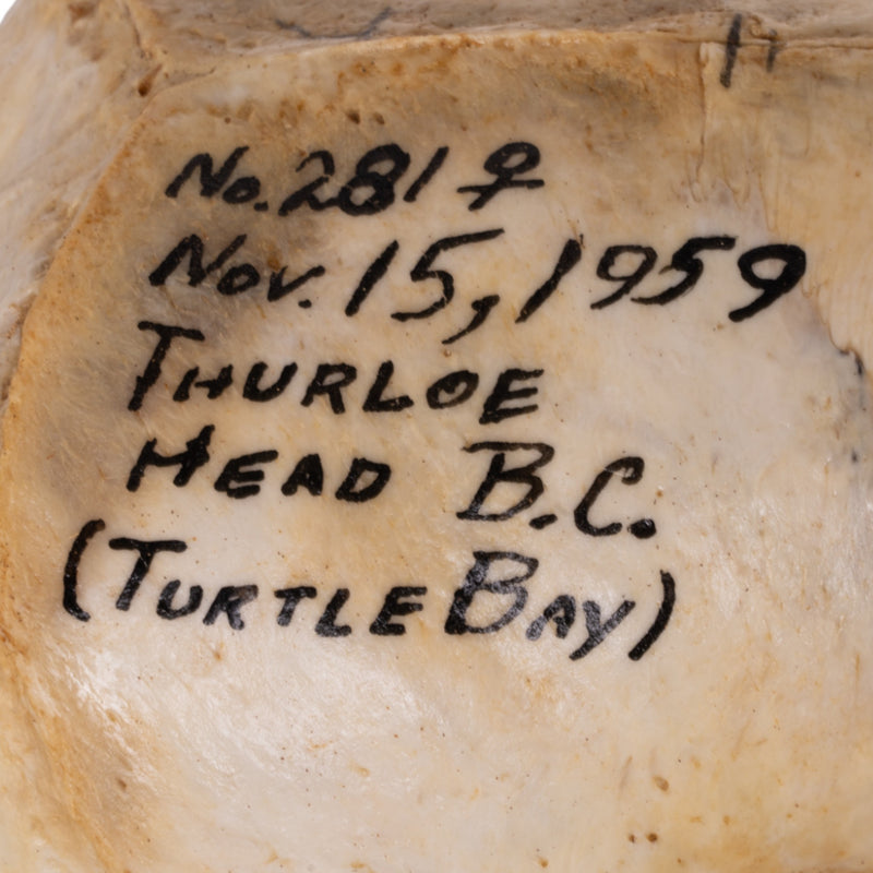 Real Sea Lion Skull - Female