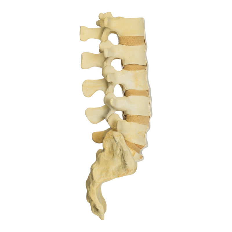 Replica Human Sacrum & Lumbar Model