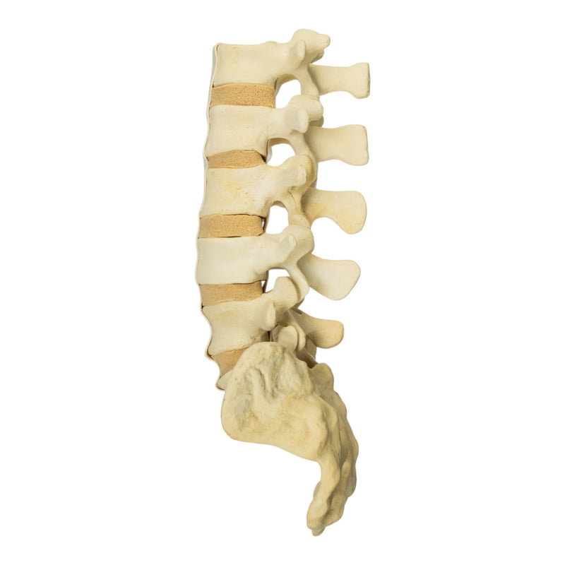 Replica Human Sacrum & Lumbar Model