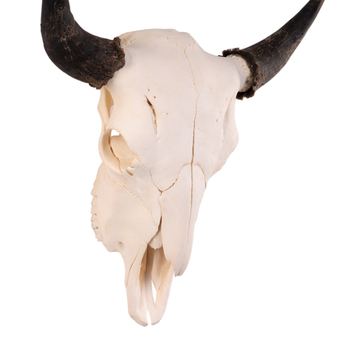 Real American Bison Skull