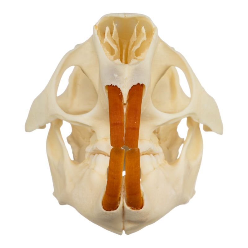 Real North American Porcupine Skull