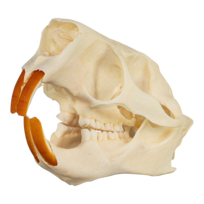 Real North American Porcupine Skull