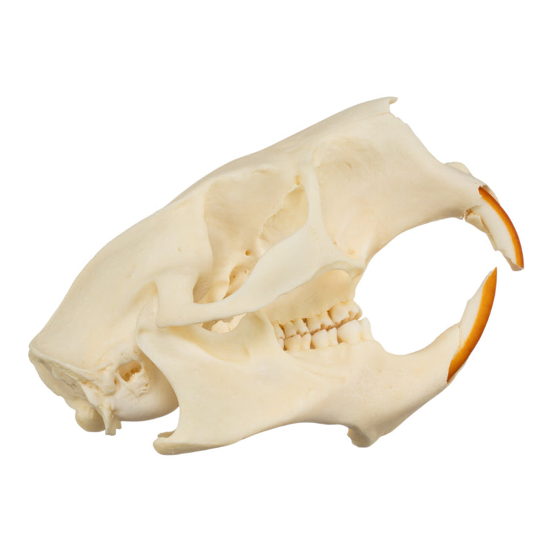 Real North American Porcupine Skull