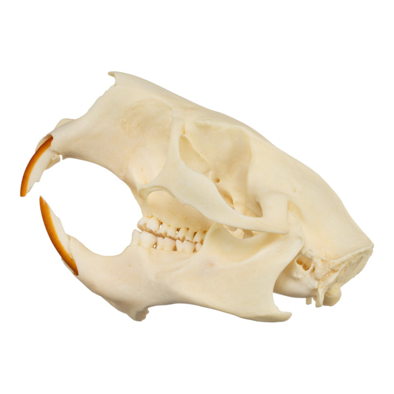 Real North American Porcupine Skull