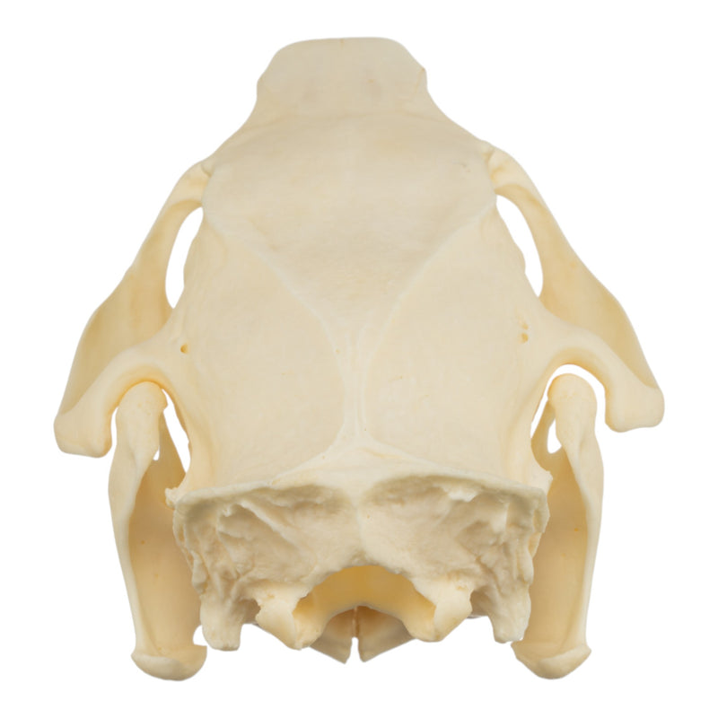 Real North American Porcupine Skull