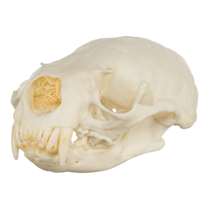 Real American River Otter Skull