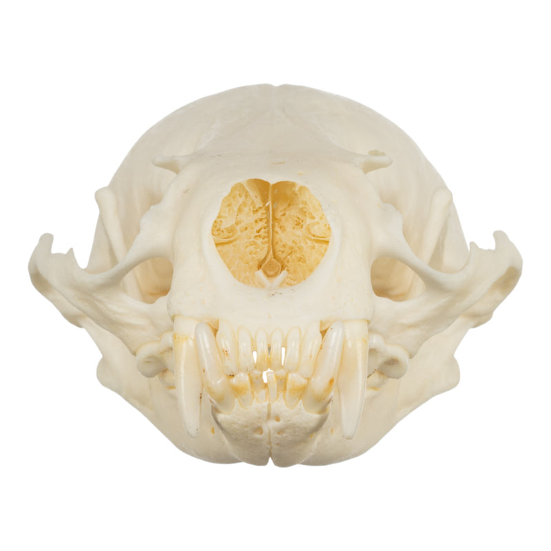 Real American River Otter Skull