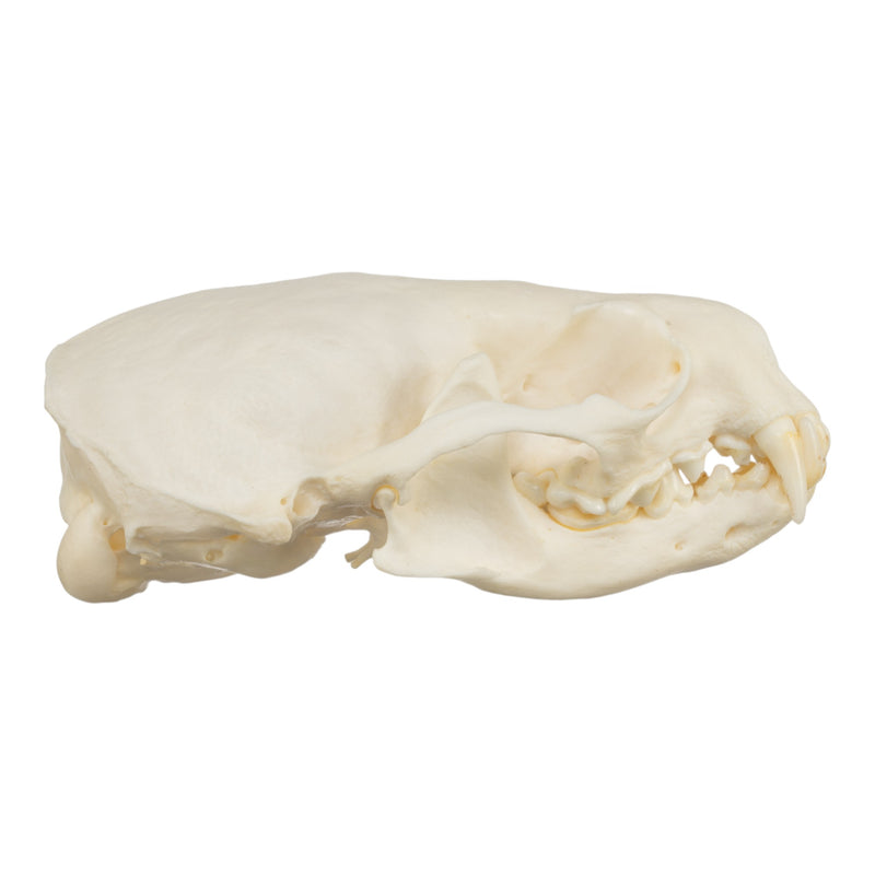 Real American River Otter Skull
