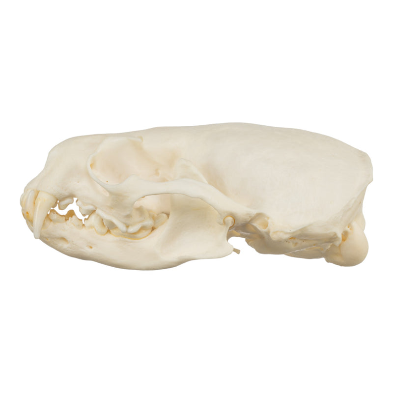 Real American River Otter Skull