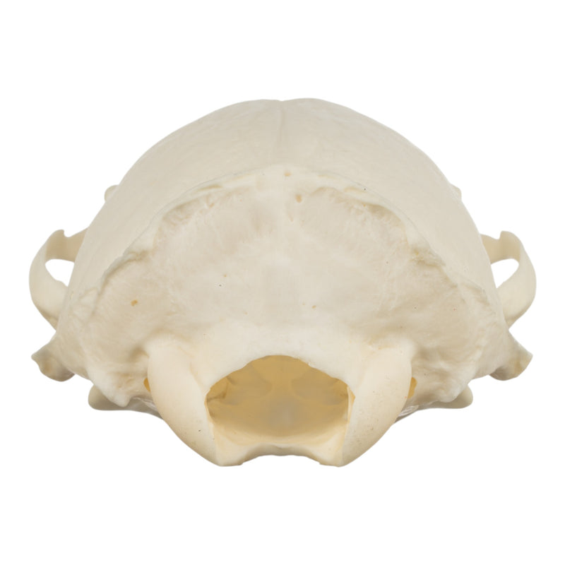 Real American River Otter Skull