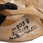 Real Sea Lion Skull - Female