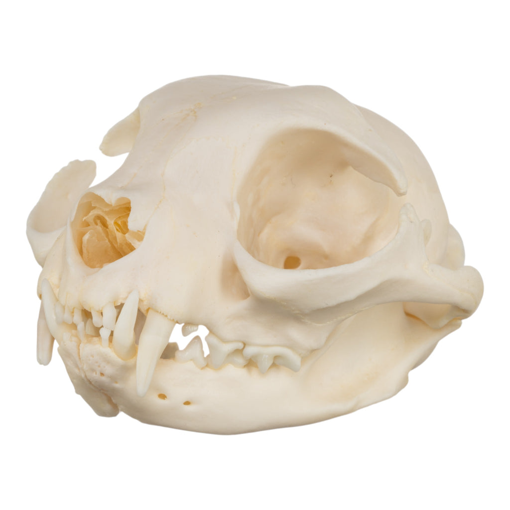 Real Siamese Cat Skull — Skulls Unlimited International, Inc.