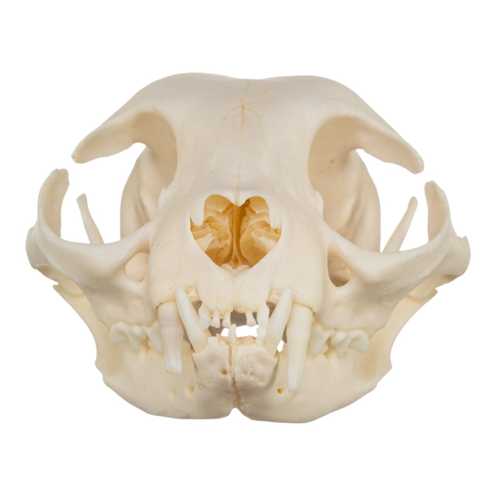 Real Domestic Cat Skull - Siamese