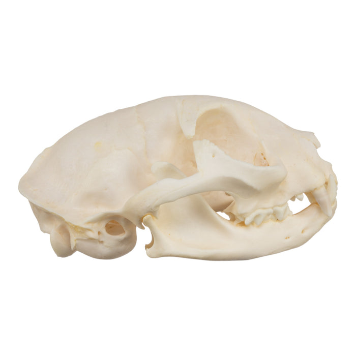 Real Domestic Cat Skull - Siamese