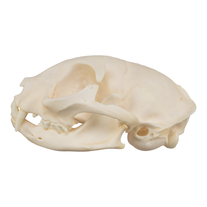 Real Domestic Cat Skull - Siamese
