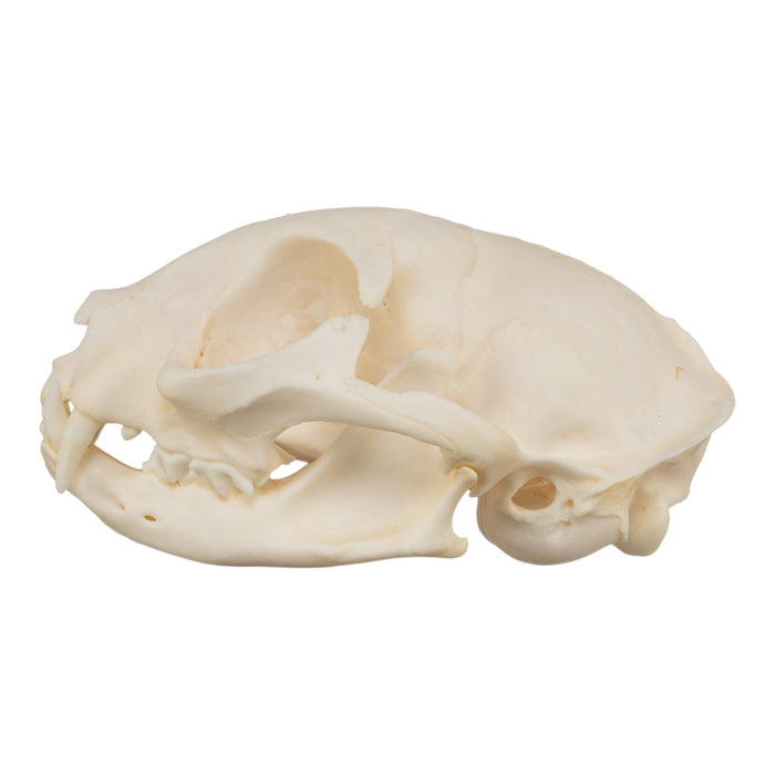 Real Domestic Cat Skull - Siamese
