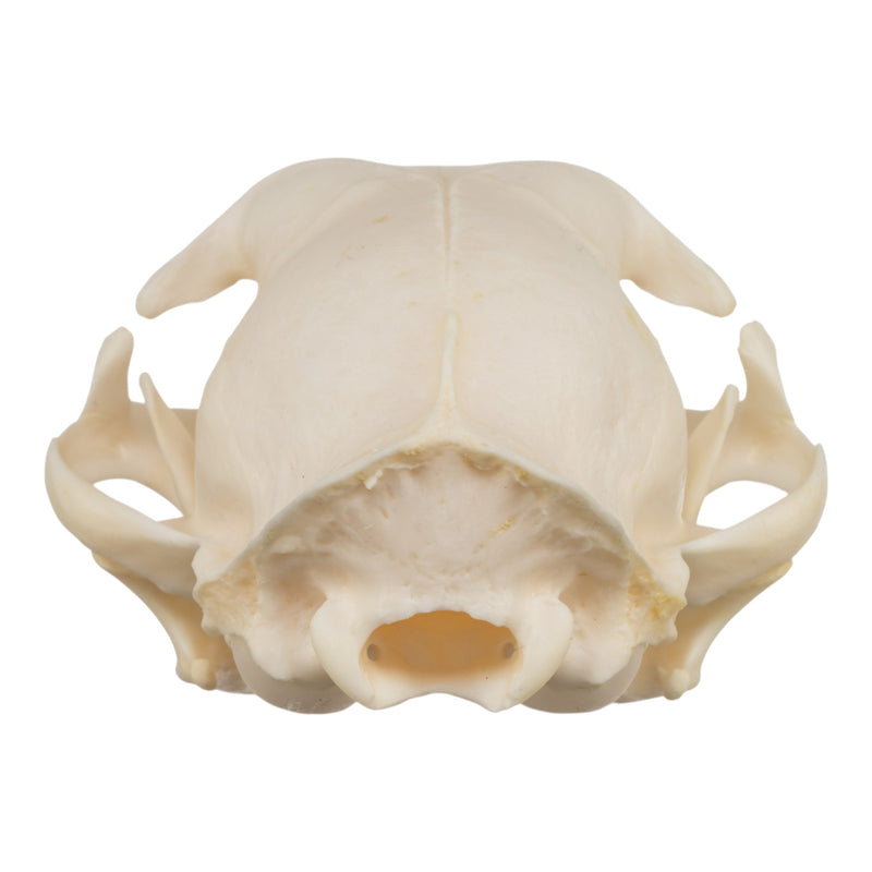 Real Domestic Cat Skull - Siamese