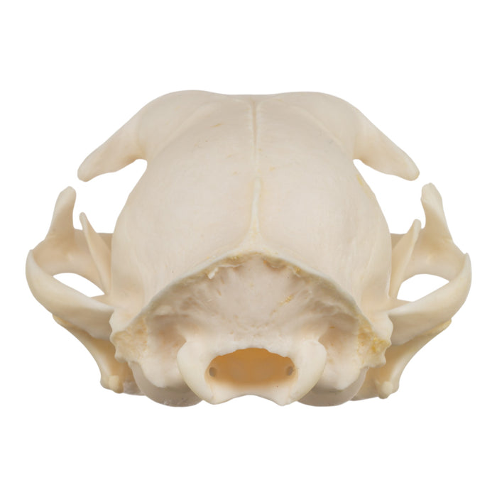 Real Domestic Cat Skull - Siamese