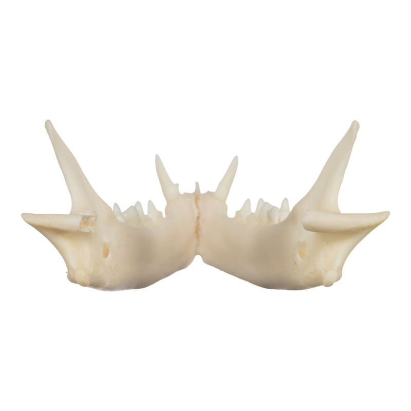 Real Domestic Cat Skull - Siamese