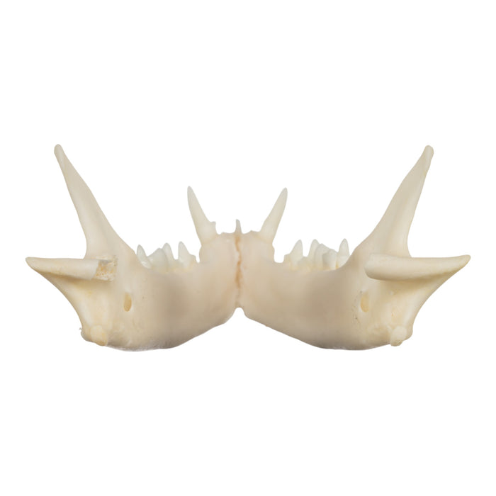 Real Domestic Cat Skull - Siamese