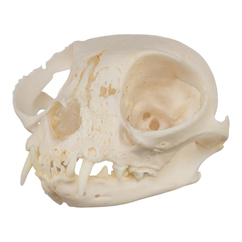 Real Domestic Cat Skull - Pathology