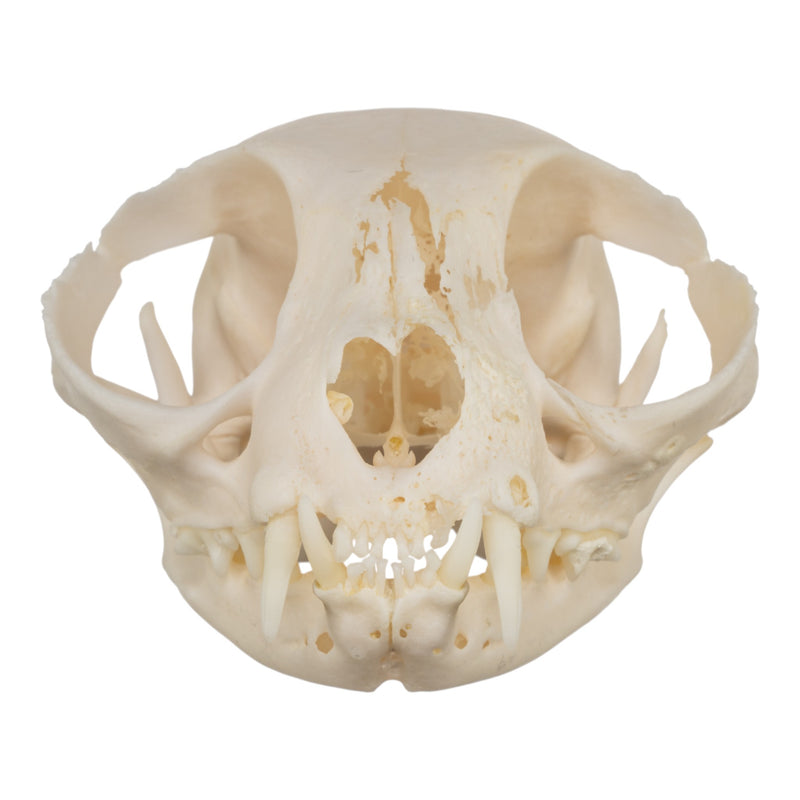 Real Domestic Cat Skull - Pathology