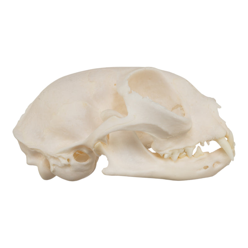Real Domestic Cat Skull - Pathology