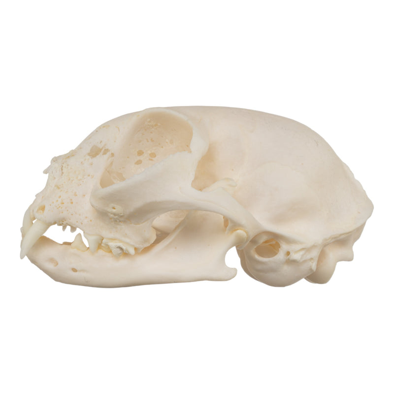 Real Domestic Cat Skull - Pathology