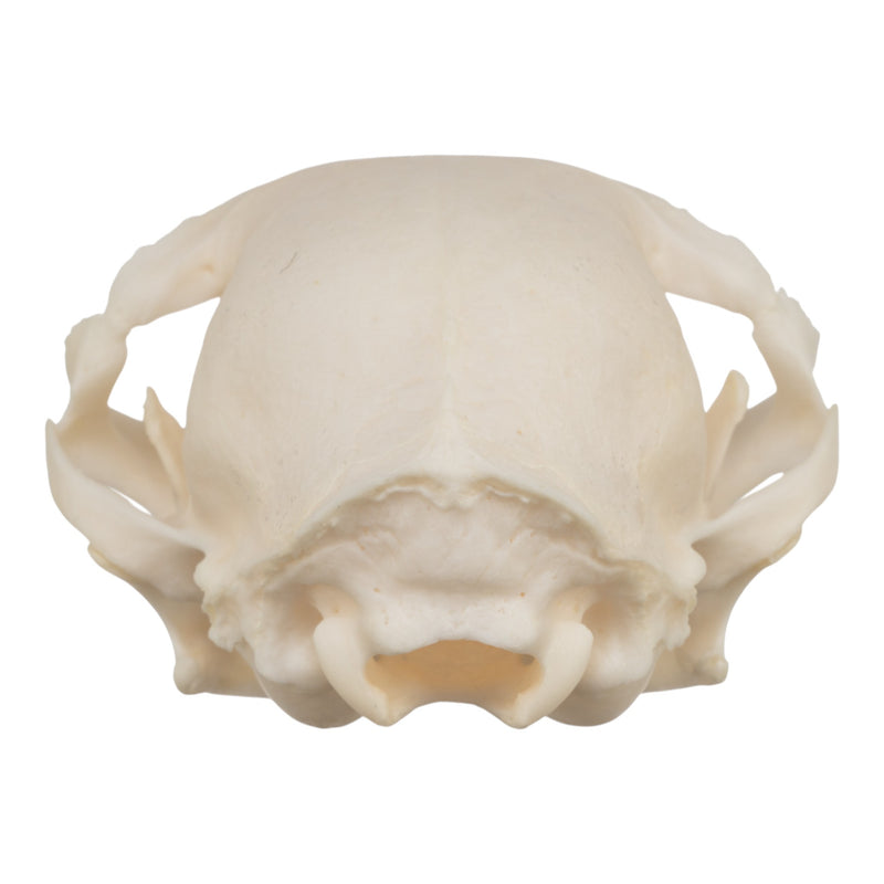 Real Domestic Cat Skull - Pathology