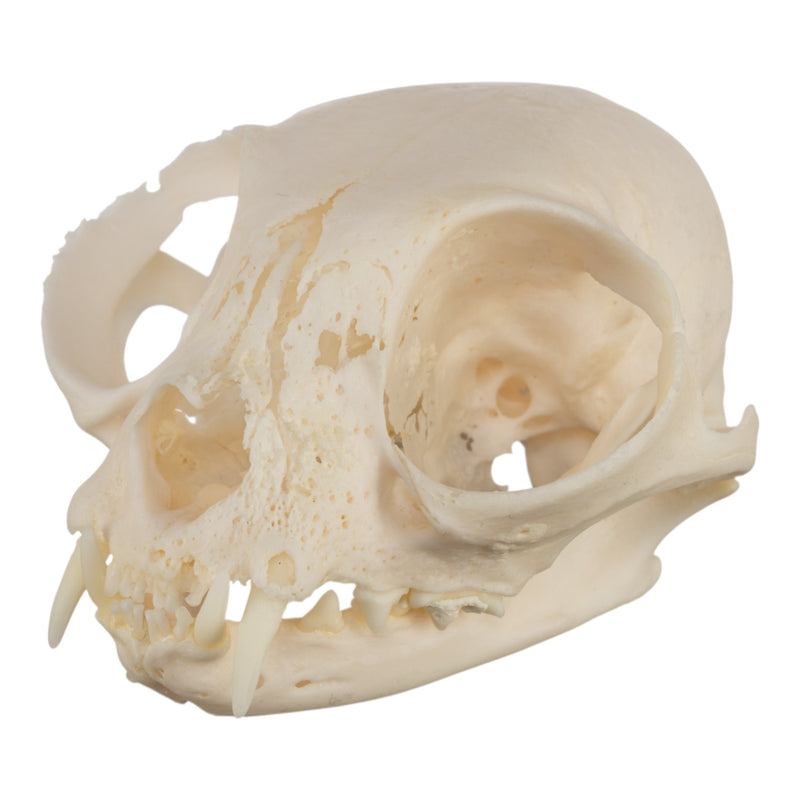 Real Domestic Cat Skull - Pathology