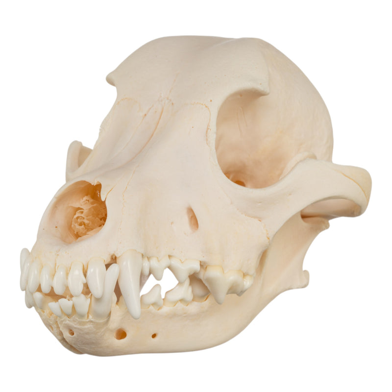 Real Domestic Dog Skull - Jack Russell Terrier