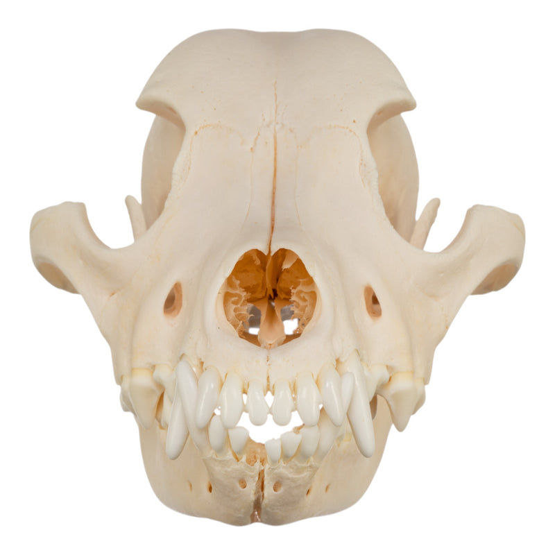 Real Domestic Dog Skull - Jack Russell Terrier
