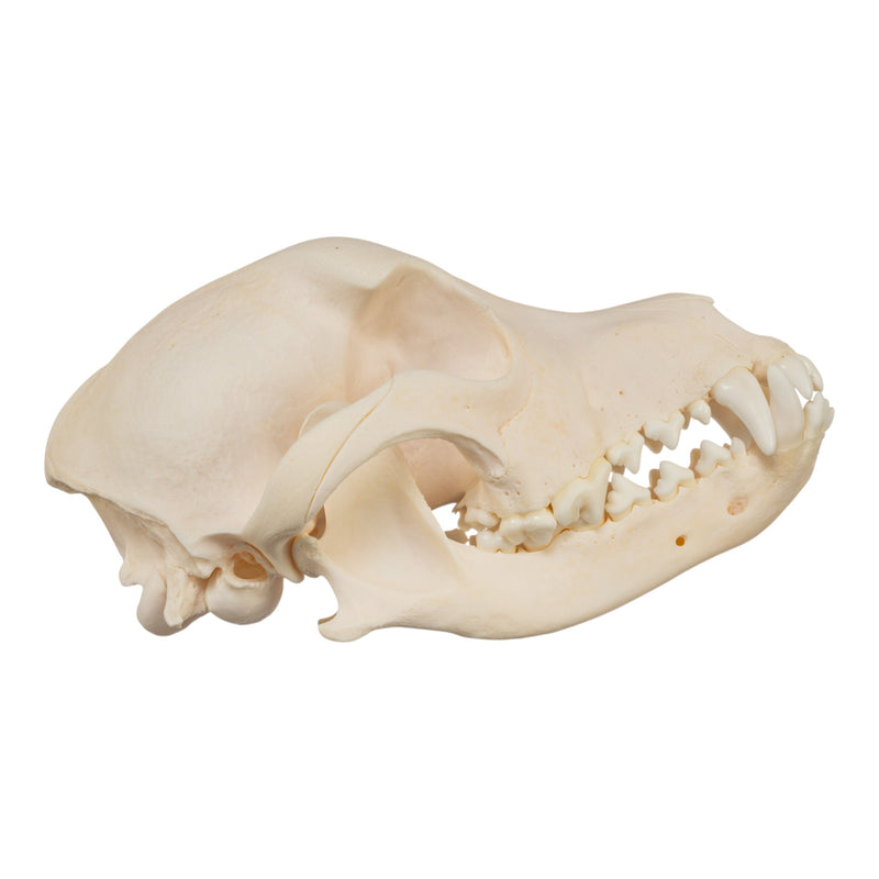Real Domestic Dog Skull - Jack Russell Terrier