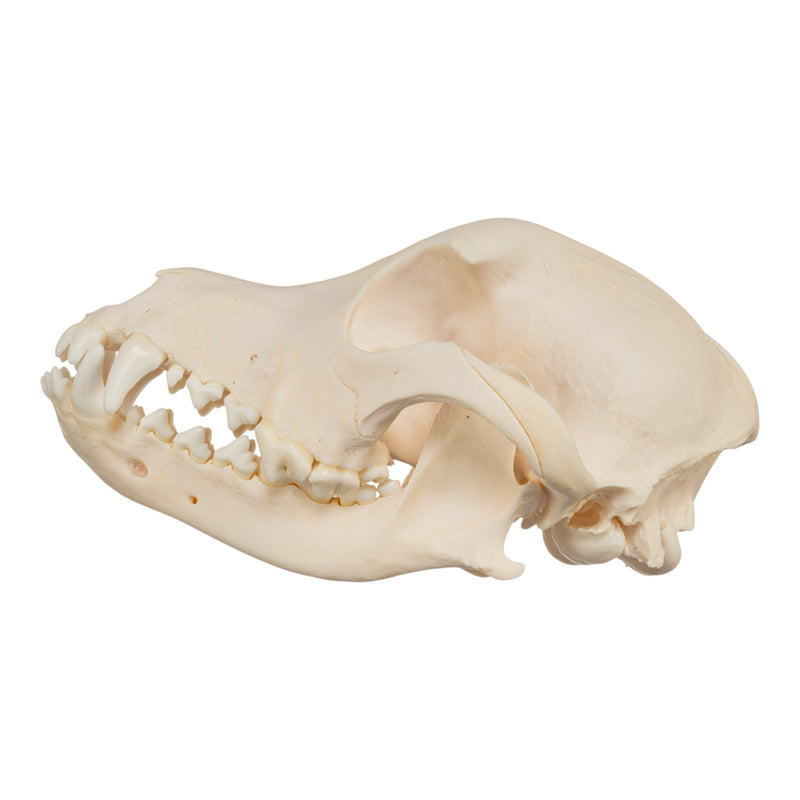Real Domestic Dog Skull - Jack Russell Terrier