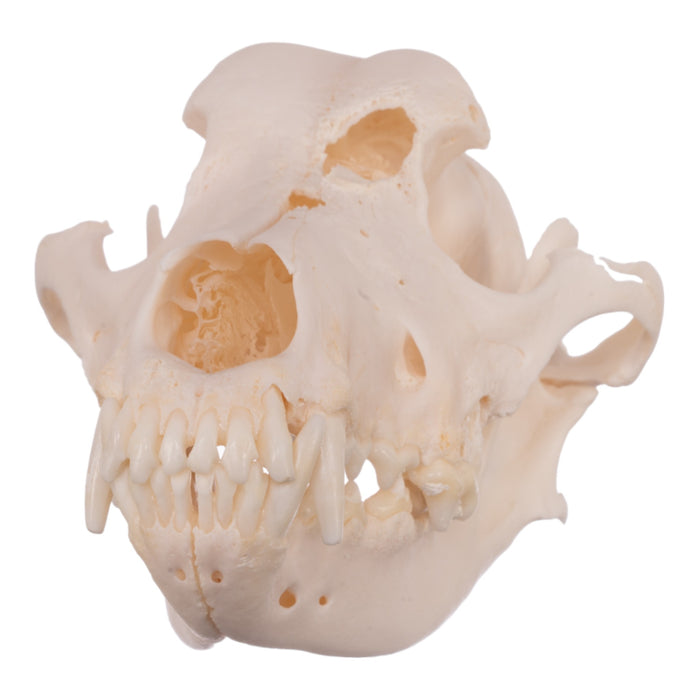 Real Domestic Dog Skull - Pathology