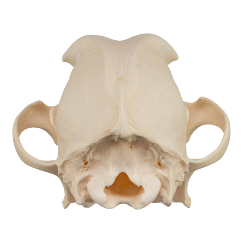 Real Domestic Dog Skull - Jack Russell Terrier