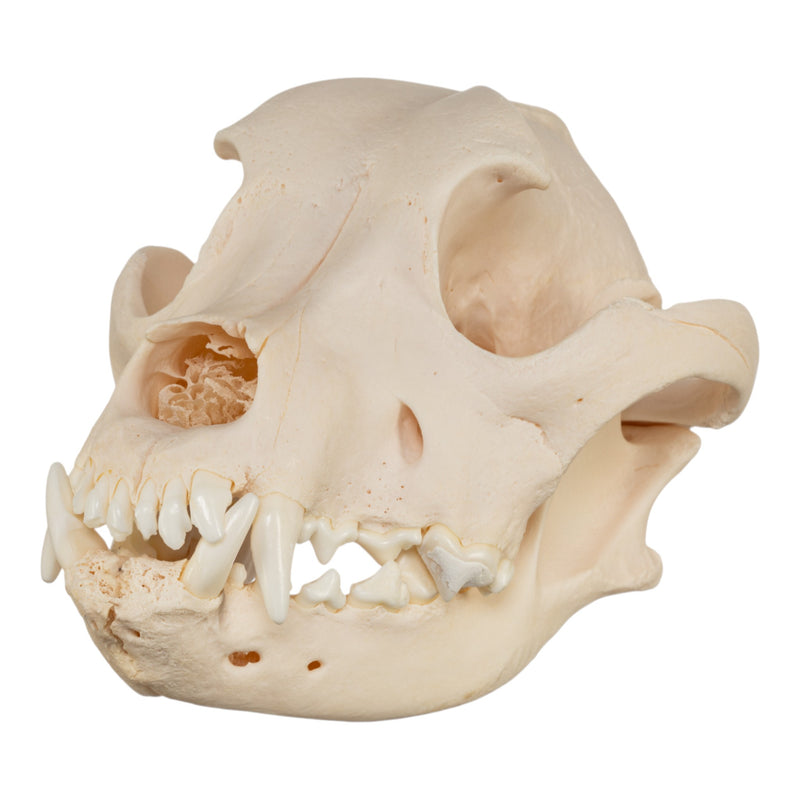 Real Domestic Dog Skull - Brachycephalic
