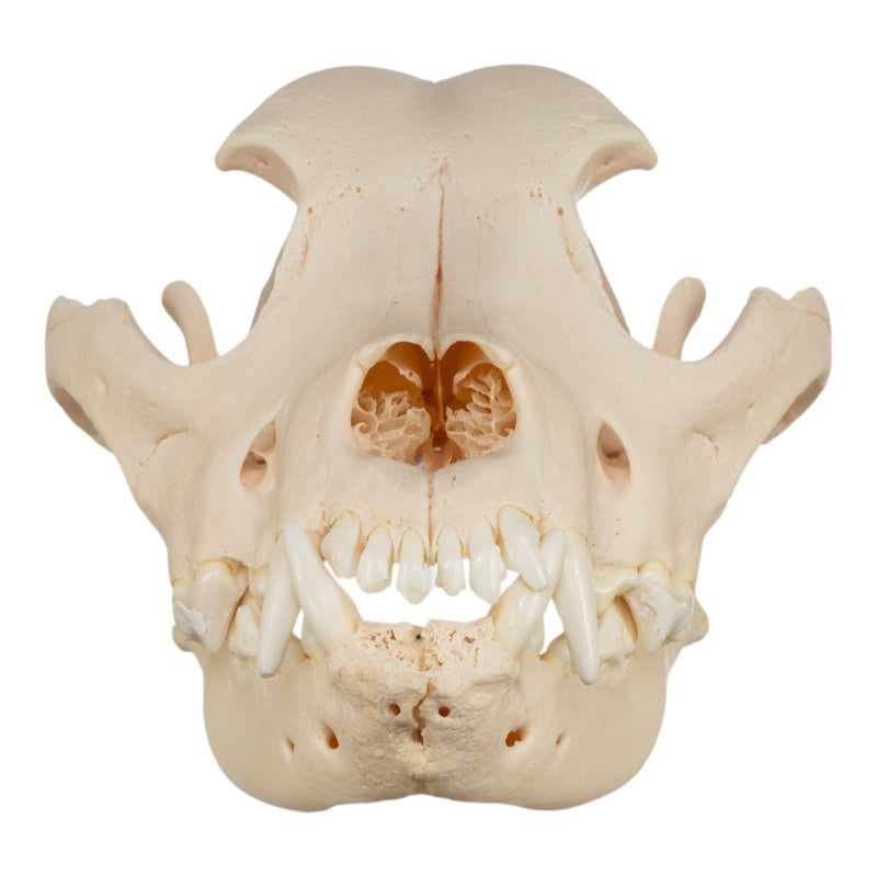 Real Domestic Dog Skull - Brachycephalic