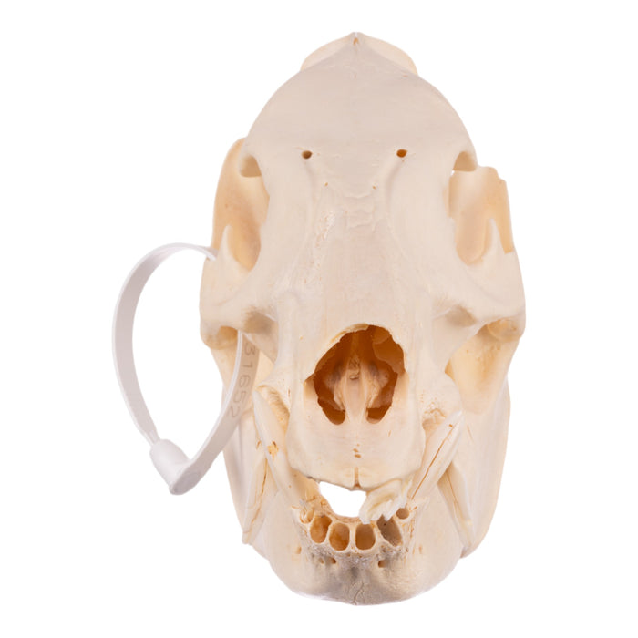 Real Peccary Skull