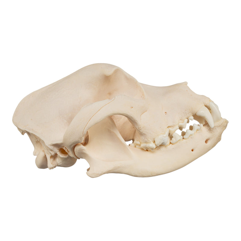 Real Domestic Dog Skull - Brachycephalic