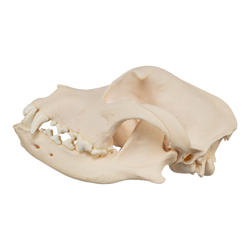 Real Domestic Dog Skull - Brachycephalic